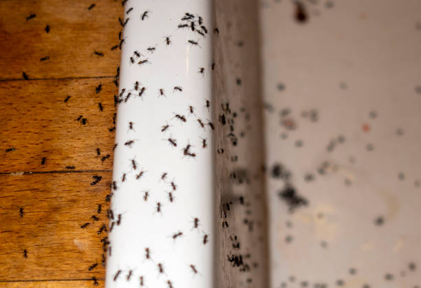 Best Local Pest Control Services  in Dallas, OR