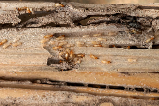 Best Best Pest Control Companies  in Dallas, OR